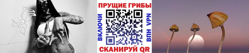 кракен ссылки  Аргун  Псилоцибиновые грибы Cubensis 